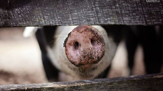 Padło blisko 500 świń przez awarię wentylacji