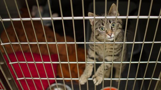 Pieniądze na walkę z bezdomnością zwierząt pod Ciechanowem