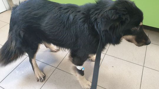 Pies błąkał się w Mławie. Właściciel poszukiwany
