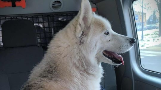 Pies podróżnik i historia z happy endem