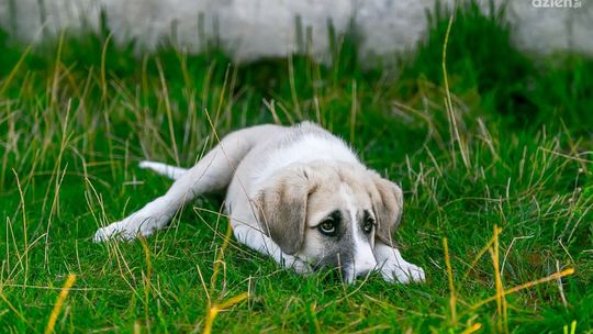 Pies ze schroniska będzie na pewno kochającym i oddanym przyjacielem. Te z Pawłowa czekają na adopcję