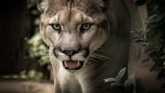 PILNE!!! Puma w lasach pod Ciechanowem. Jest apel do mieszkańców