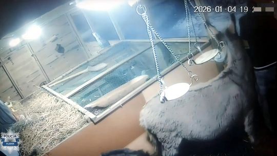 Złodziej wchodzi do żywej szopki