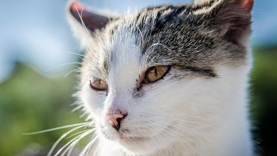 Płońsk. Rusza program sterylizacji i kastracji oraz czipowania psów i kotów właścicielskich