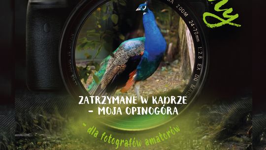 Plakat konkursu fotograficznego „Zatrzymane w kadrze - moja Opinogóra” z aparatem i wizerunkiem pawia w obiektywie. Termin zgłoszeń: 30 listopada 2026 roku.