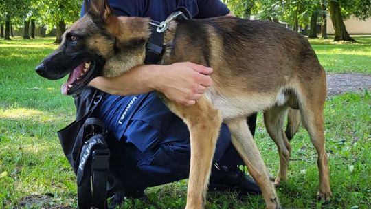 Policjanci i pies RICO, który pomógł w odkryciu narkotyków