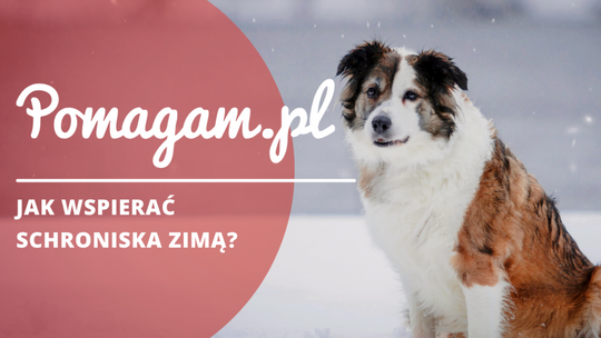 Pomoc schroniskom dla zwierząt w okresie zimowym - wsparcie, darowizny i wolontariat