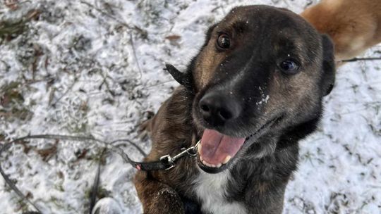 Potrzebna pomoc! Schronisko w trudnym okresie zimowym poszukuje osób chętnych do wolontariatu