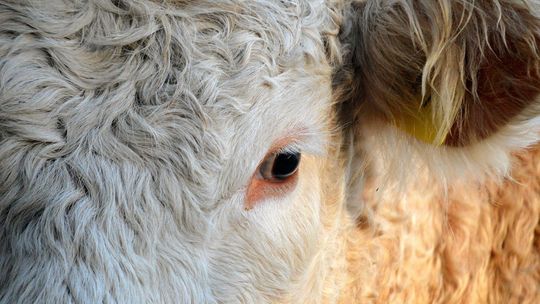 Powiat płoński. Choroba niebieskiego języka się rozprzestrzenia Powiat płoński. Choroba niebieskiego języka się rozprzestrzenia