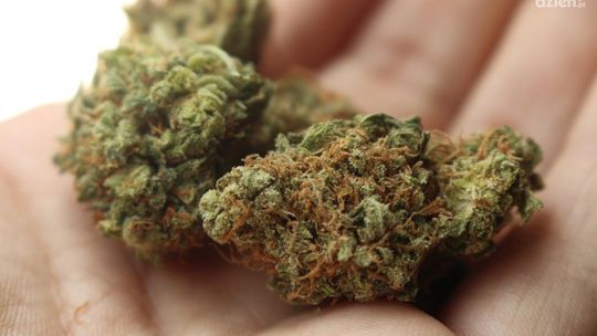 Powtórne zatrzymanie mieszkańca powiatu ciechanowskiego - posiadał narkotyki 