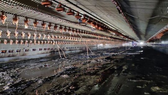 Pożar na fermie drobiu niedaleko Glinojecka
