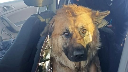 Przymarzł do pobocza drogi. Uratowali go policjanci Przymarzł do pobocza drogi. Uratowali go policjanci