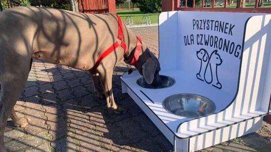 Przystanki dla czworonogów w Przasnyszu