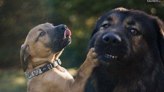 Psy ze schroniska w Pawłowie czekają na adopcję