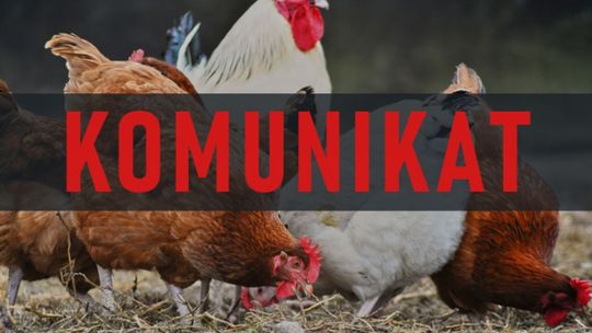 Ptasia grypa: nakaz trzymania drobiu w zamknięciu