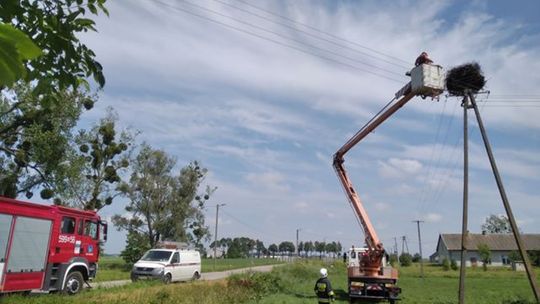 Ratowanie gniazda bocianów w Rączkach (zdjęcia)