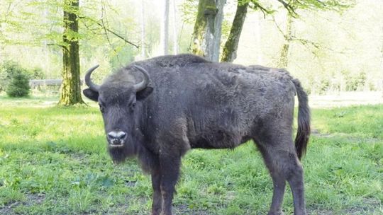 „Razem dla żubra” – mławski konkurs dla szkół
