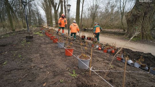 Rewitalizacja Parku nad Łydynią - nowe rośliny i muzyczny plac zabaw