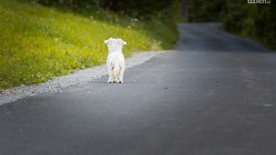 Samotne, smutne i spragnione bliskości dobrego człowieka. Psy ze schroniska w Pawłowie pod Ciechanowem czekają na swoją szansę