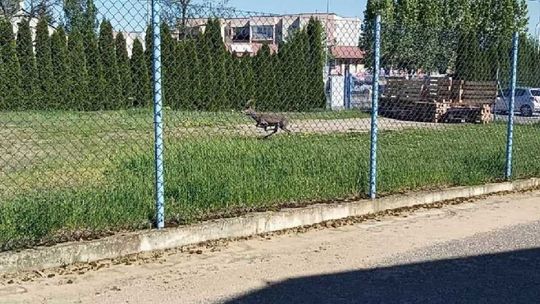 Sarna uwięziona w mieście. Zobacz zdjęcia z akcji ratunkowej
