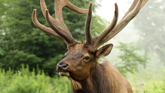 Sezon na leśne złoto