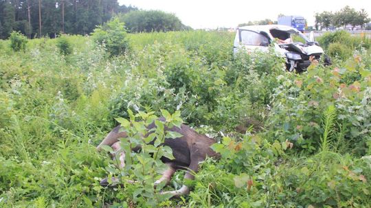 Tragiczne zderzenie osobówki z łosiem na krajowej siódemce 