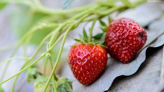Trudny sezon dla plantatorów truskawek