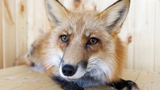 Trwa wiosenna akcja szczepienia lisów