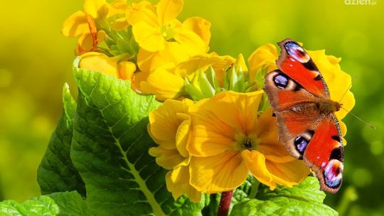 Twój ogród czy balkon już wkrótce mogą być piękne... Zobacz jak bardzo