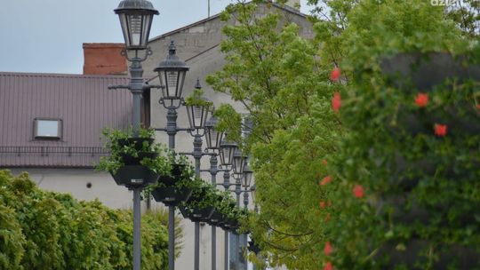 Tysiące kwiatów zakwitnie w najbliższych dniach w Ciechanowie