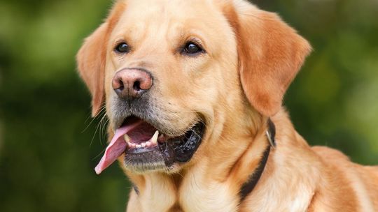 Ukradł labradora. Wpadł bo wyszedł z nim na spacer
