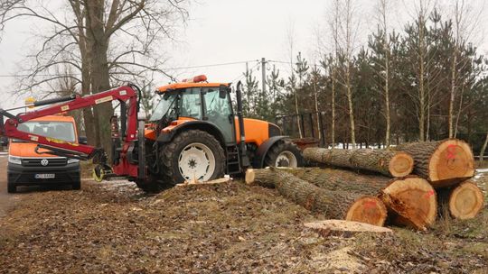 Uwaga kierowcy, trwa wycinka topoli. Będą utrudnienia w ruchu.