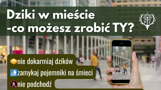 W miastach coraz częściej pojawiają się dzikie zwierzęta