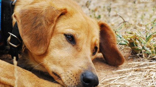 Więcej adoptowanych zwierząt? Schronisko: Adopcja tak, ale nie na chwilę