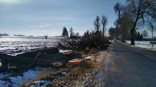 Wycięte drzewa wrócą w postaci ławek
