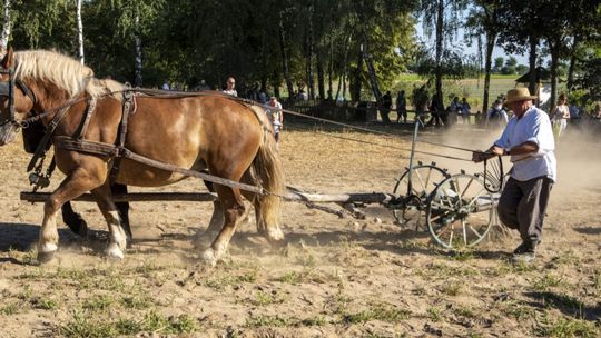 Kopanie ziemniaków podczas wykopek w skansenie w Sierpcu