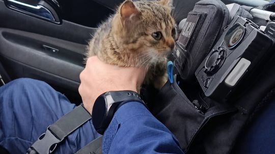 Kotek w rękach policjanta