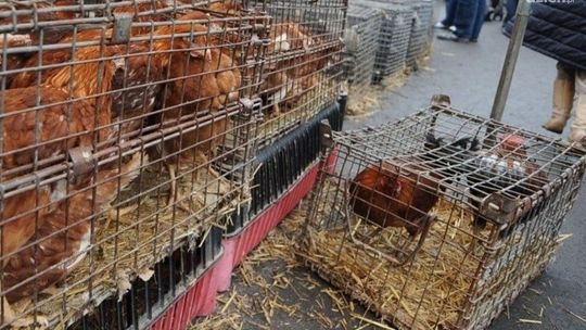 Zakaz sprzedaży i kupna zwierząt domowych na targowiskach! 