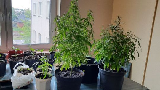 Załuski. Zlikwidowano nielegalne uprawy konopi (zdjęcia)