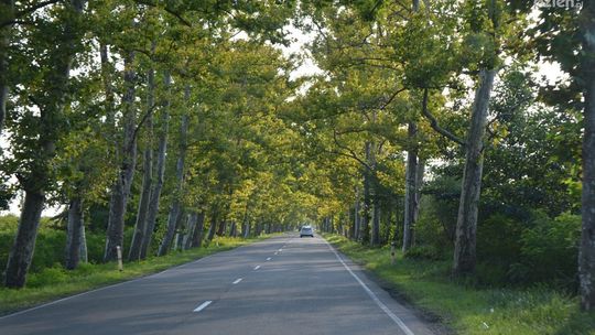 Zasnął i uderzył w drzewo. Motorowerzysta był kompletnie pijany