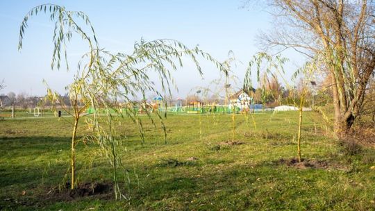 Zielona rewolucja w Ciechanowie - 200 nowych drzew już posadzonych!