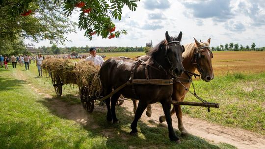 Żniwa w skansenie: Muzeum Wsi Mazowieckiej w Sierpcu zaprasza na pokaz dawnych prac polowych