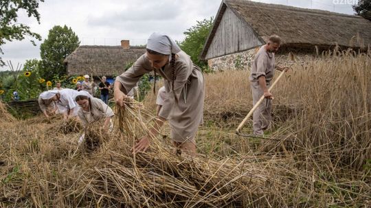Żniwa w skansenie w Sierpcu – podróż do przeszłości