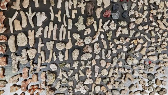 Zobacz nagranie. KAS zatrzymała 5 kg rafy koralowej z Seszeli na jednym z mazowieckich lotnisk