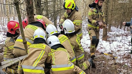 Zwierzę w niebezpieczeństwie! Pomogli ochotnicy z Ościsłowa