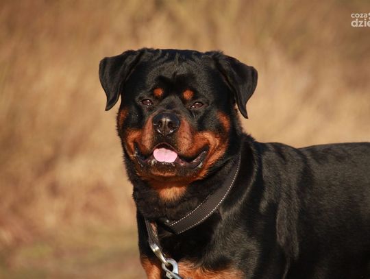 57-latek dotkliwie pogryziony przez rottweilery. Doznał obrażeń głowy i twarzy