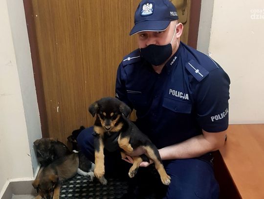AKTUALIZACJA !Wyrzucił dziewięć szczeniaków z samochodu na ulicę. Sprawcy szuka policja