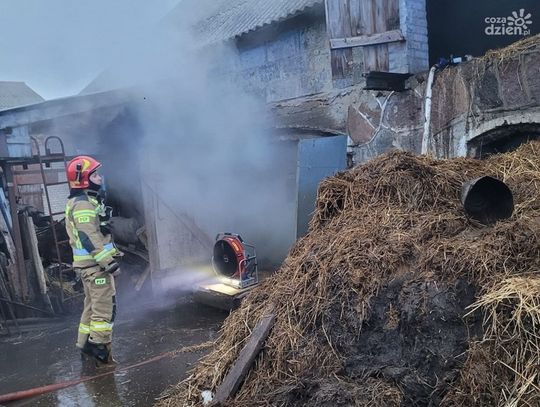 Bydło w niebezpieczeństwie. Groźny pożar pod Ciechanowem