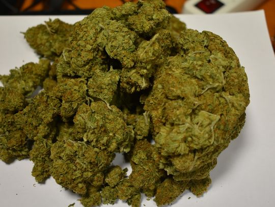 Zabezpieczona marihuana podczas przeszukania domu mieszkańca powiatu ciechanowskiego