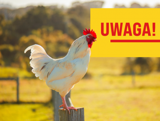 Ciechanów ma problem. Grypa ptaków w mieście